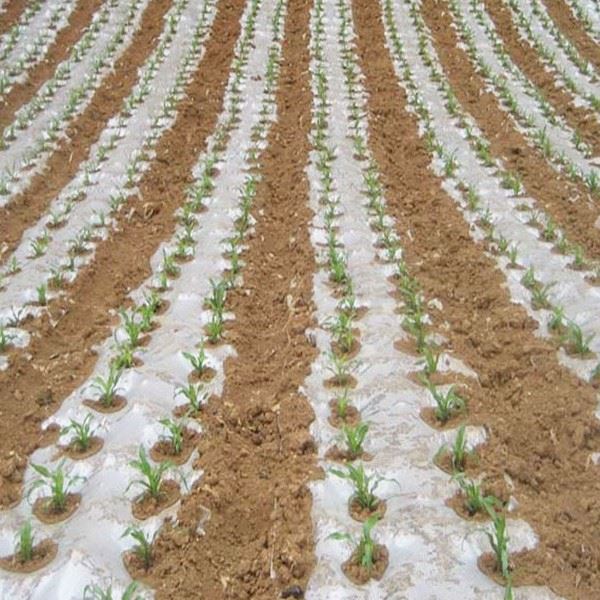 Mulching Plastic For Sale