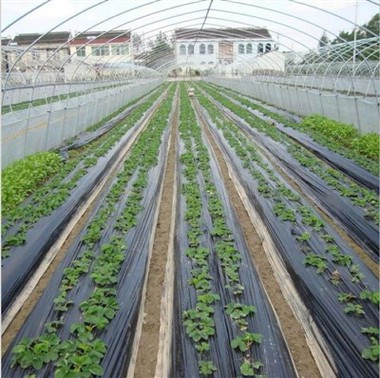 Black Plastic Mulching Film