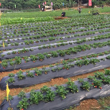 Mulching Film With Weeding Effect