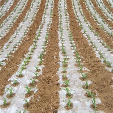 Mulching Plastic For Sale